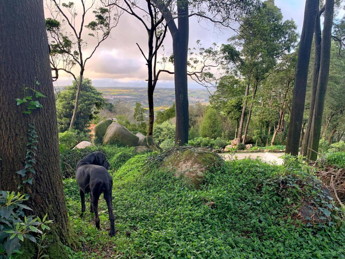 Eighteen21 Houses - Secluded Charm Cottage In Quinta Velha シントラ エクステリア 写真